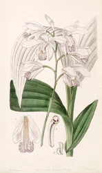 Bletilla striata